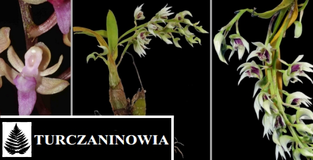 Научный ботаничекий журнал Turczaninowia